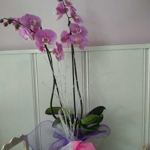 orquidea phal