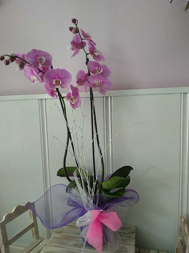 orquidea phal