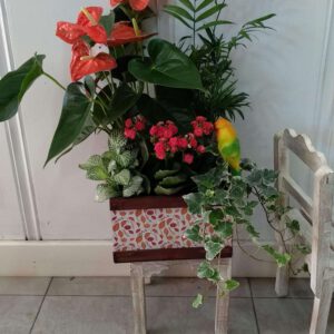 Caja con plantas y anturium