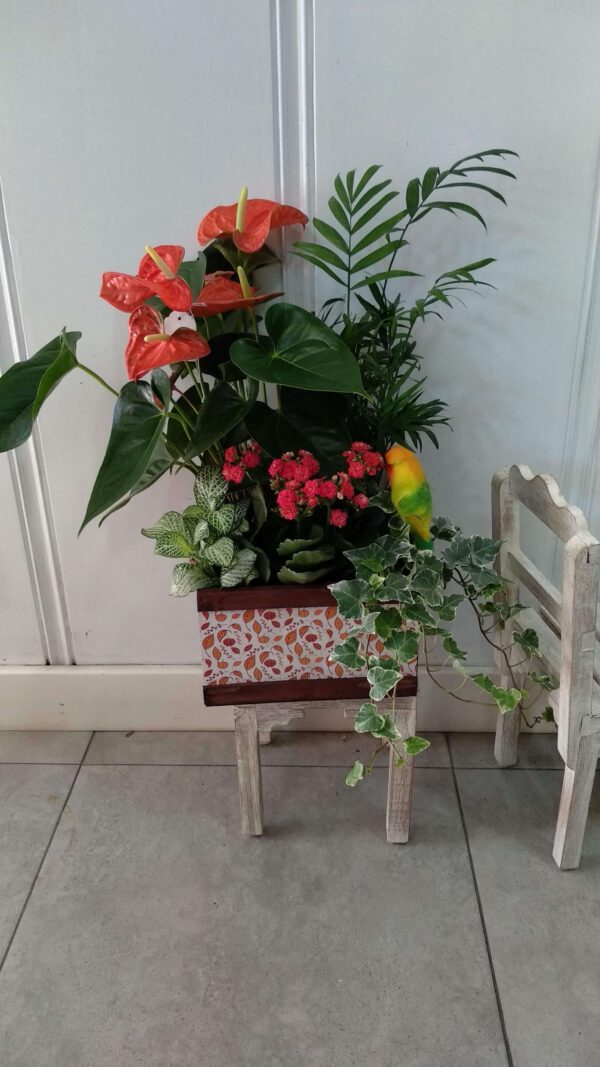 Caja con plantas y anturium