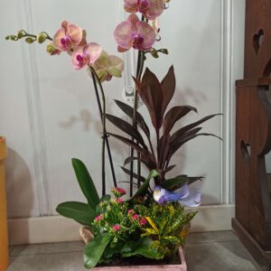 Cajon plantas con orquídea