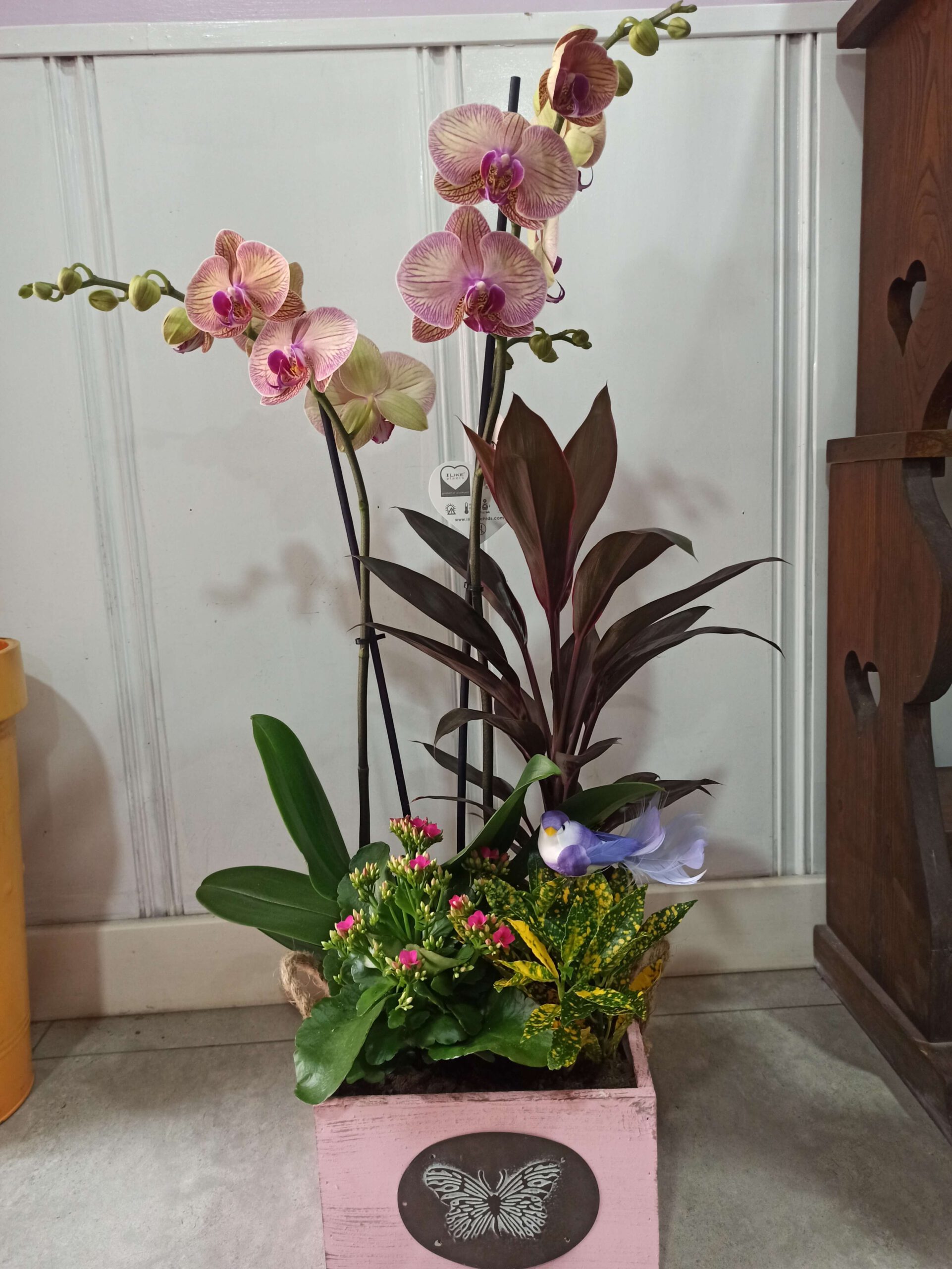 Cajon plantas con orquídea