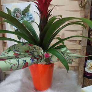 Guzmania roja