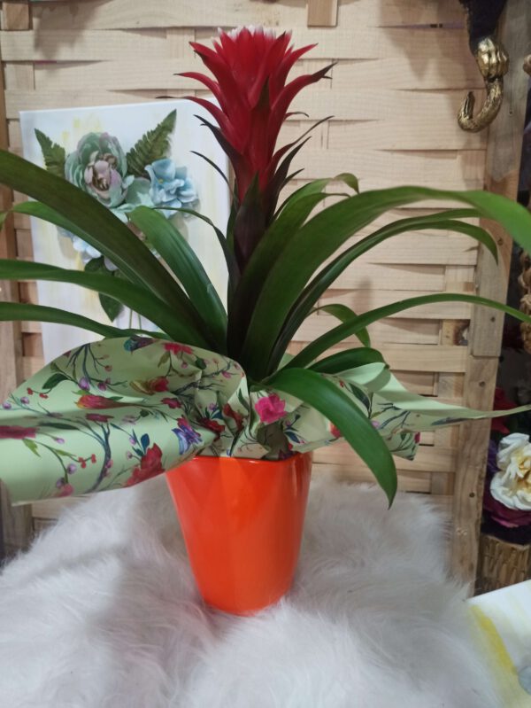 Guzmania roja