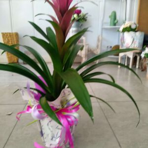 Guzmania rosa