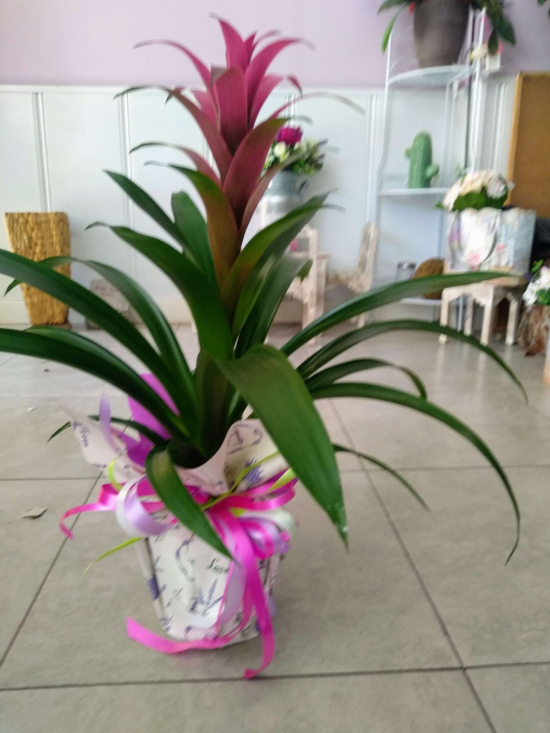 Guzmania rosa