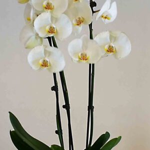 orquídea blanca